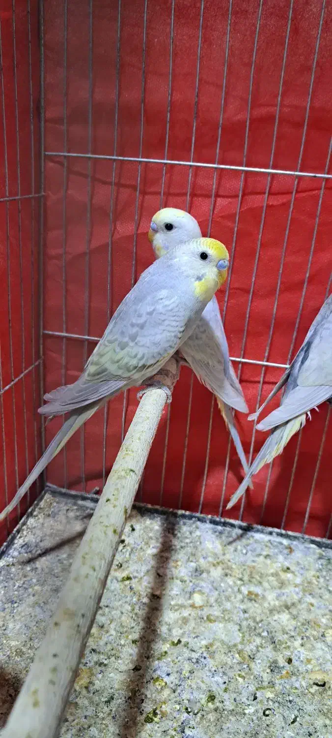 رینبو بالغ|پرنده|سراوان, |دیوار