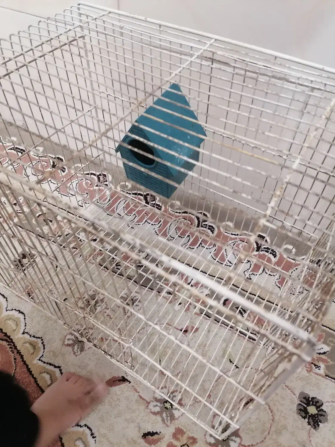 قفس پرنده|لوازم جانبی حیوانات|یزد, |دیوار