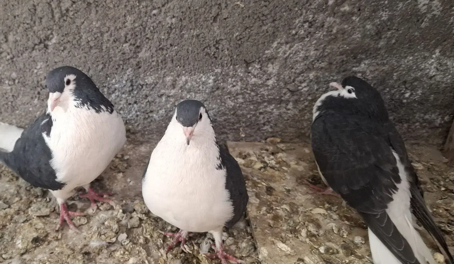 کبوتر ساده سیاه|پرنده|مشهد, فاطمیه|دیوار