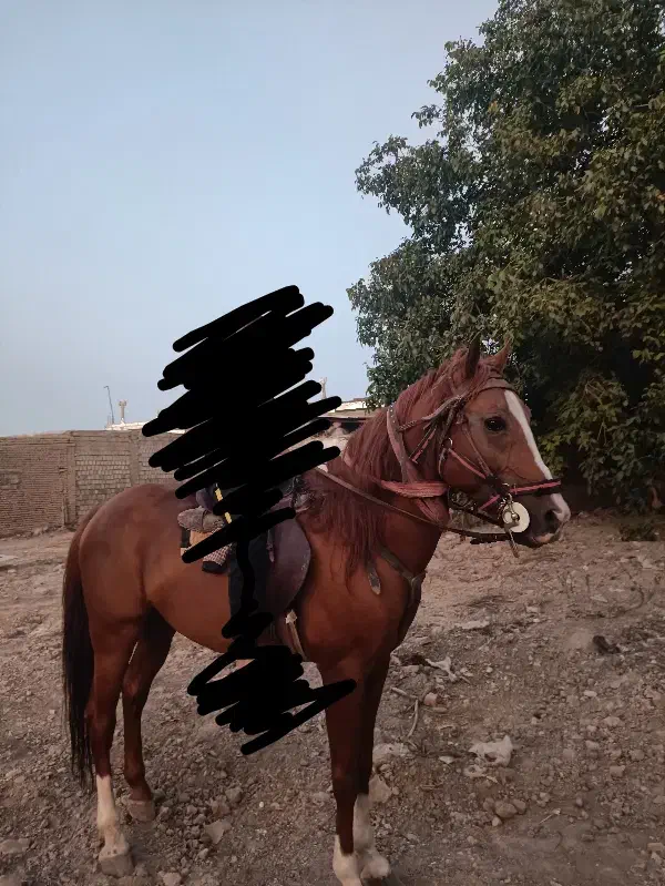 اسب|اسب و تجهیزات اسبسواری|نقده, |دیوار