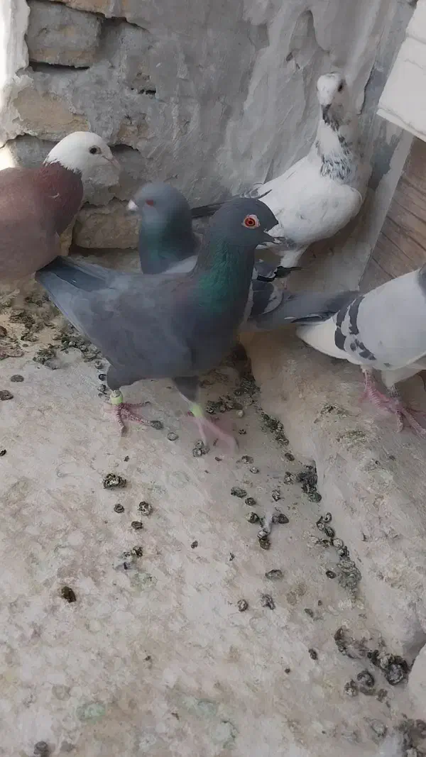 کبوتر|پرنده|طرقبه, |دیوار