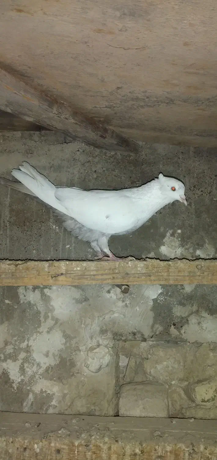 فروش دونر دمبی|پرنده|باوی, |دیوار