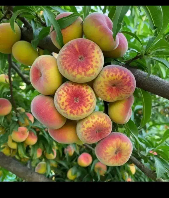 نهال پسته گردو|گل و گیاه طبیعی|شاهین دژ, |دیوار