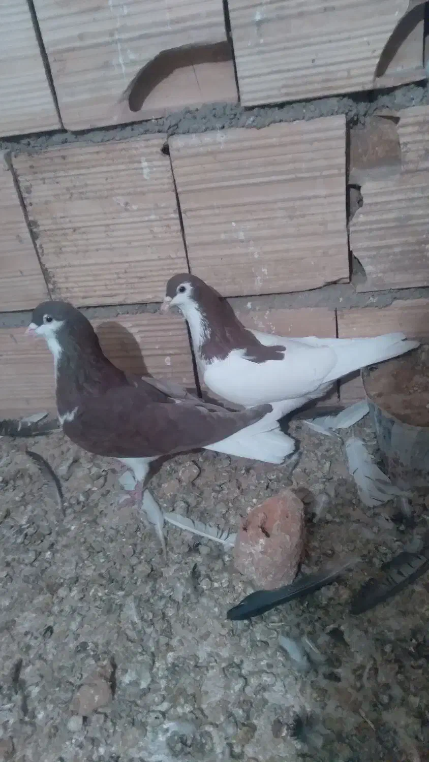 کفتر|پرنده|اسفراین, |دیوار