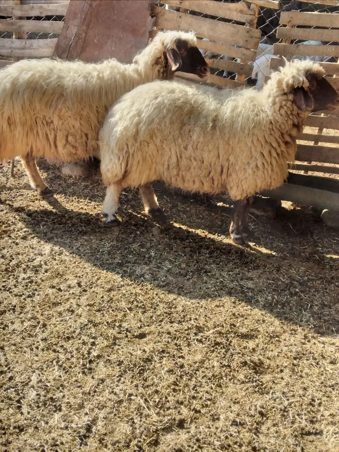 دوراس گوسفند چاق چاق|حیوانات مزرعه|پلدختر, |دیوار