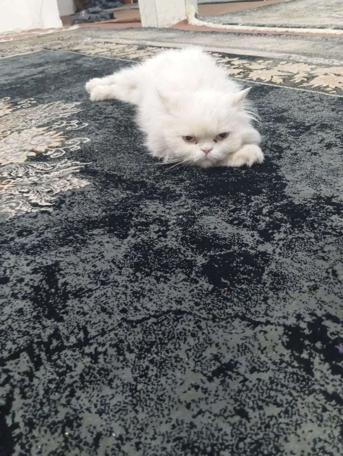 گربه پرشین|گربه|گناباد, |دیوار