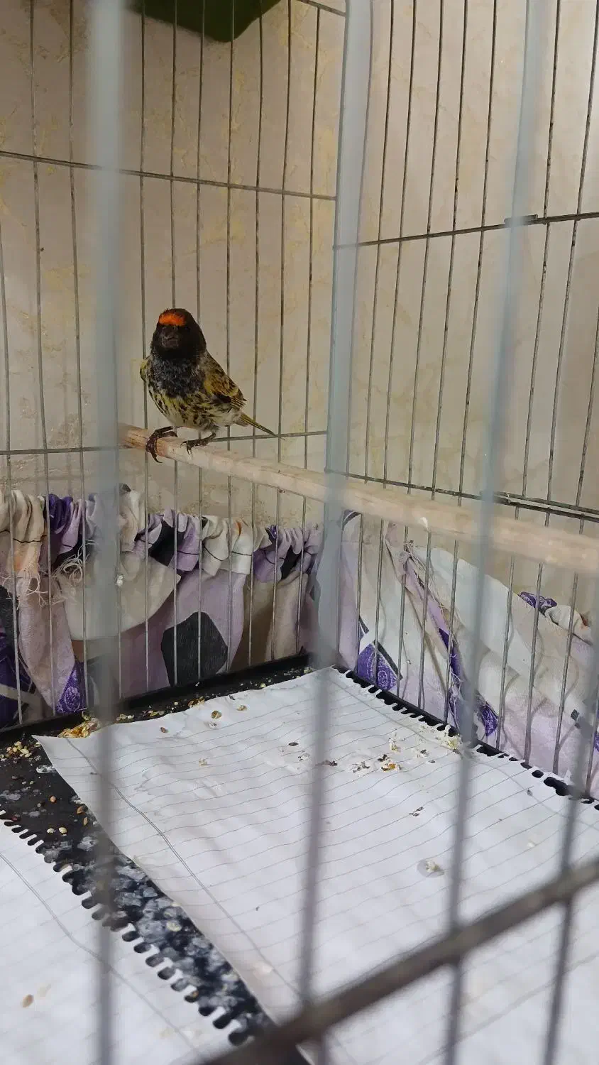 گلبسر.سهره.قناری|پرنده|تهران, جوادیه|دیوار