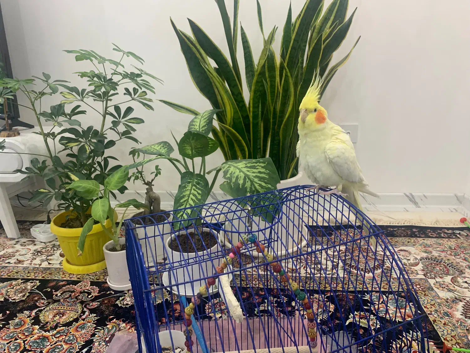 فروش عروس هلندی لوتینو دستی|پرنده|شیراز, شهرک مفتح|دیوار