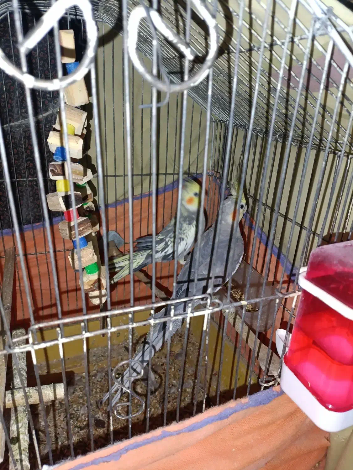 عروس هلندی‌سخنگو|پرنده|قم, شهر قائم|دیوار