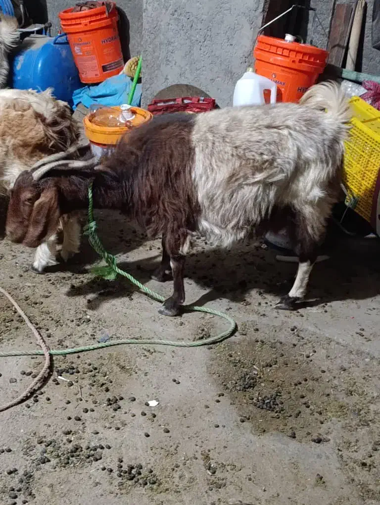 کره|حیوانات مزرعه|خبر, |دیوار