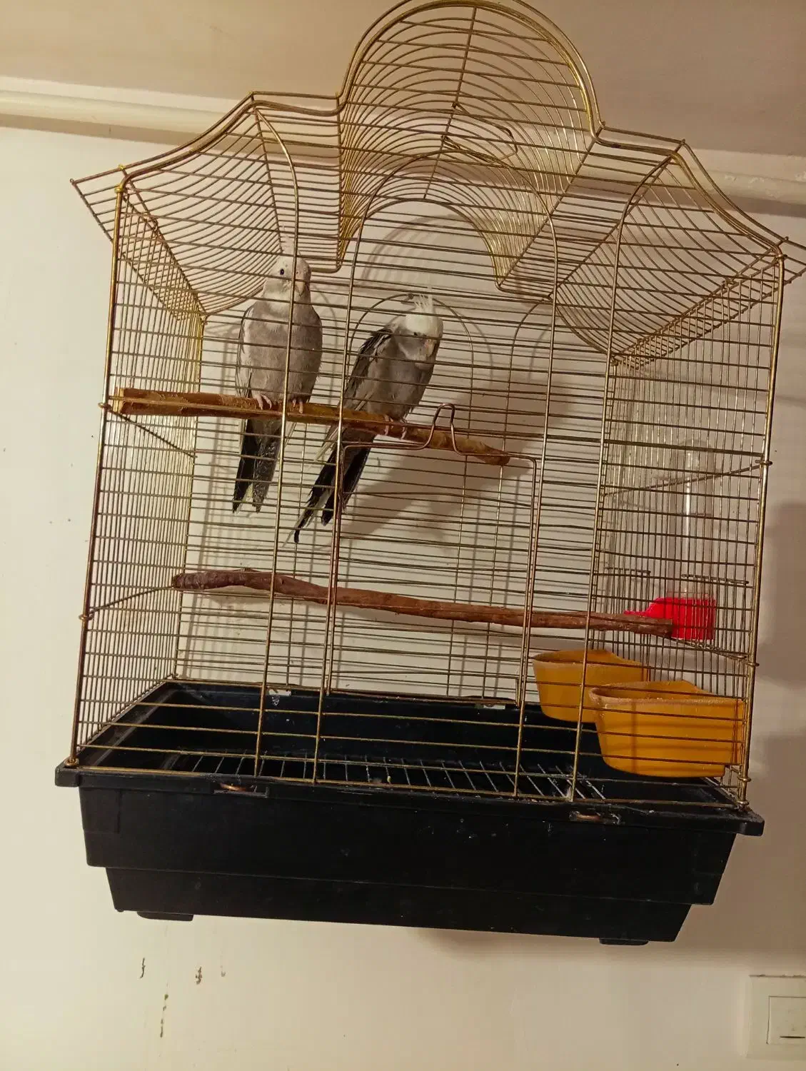 فروش یه جفت عروس هلندی وایت فیس|پرنده|لالجین, |دیوار