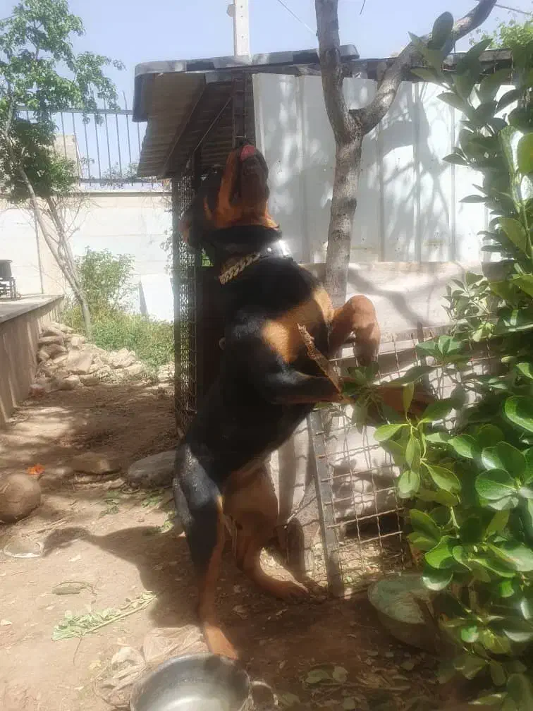 سگ روتوایلر|سگ|پلنگ آباد, |دیوار