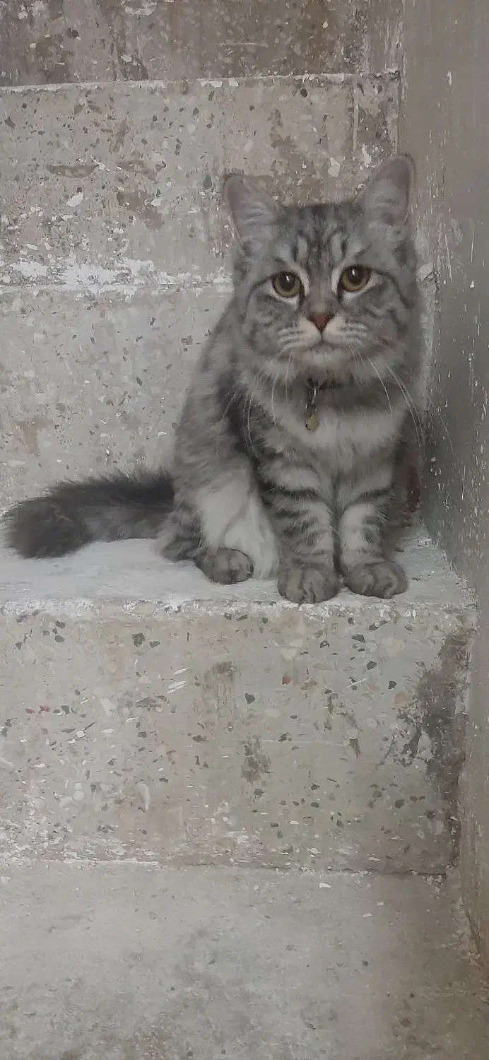 گربه  گمشده|حیوانات|قم, نوبهار|دیوار