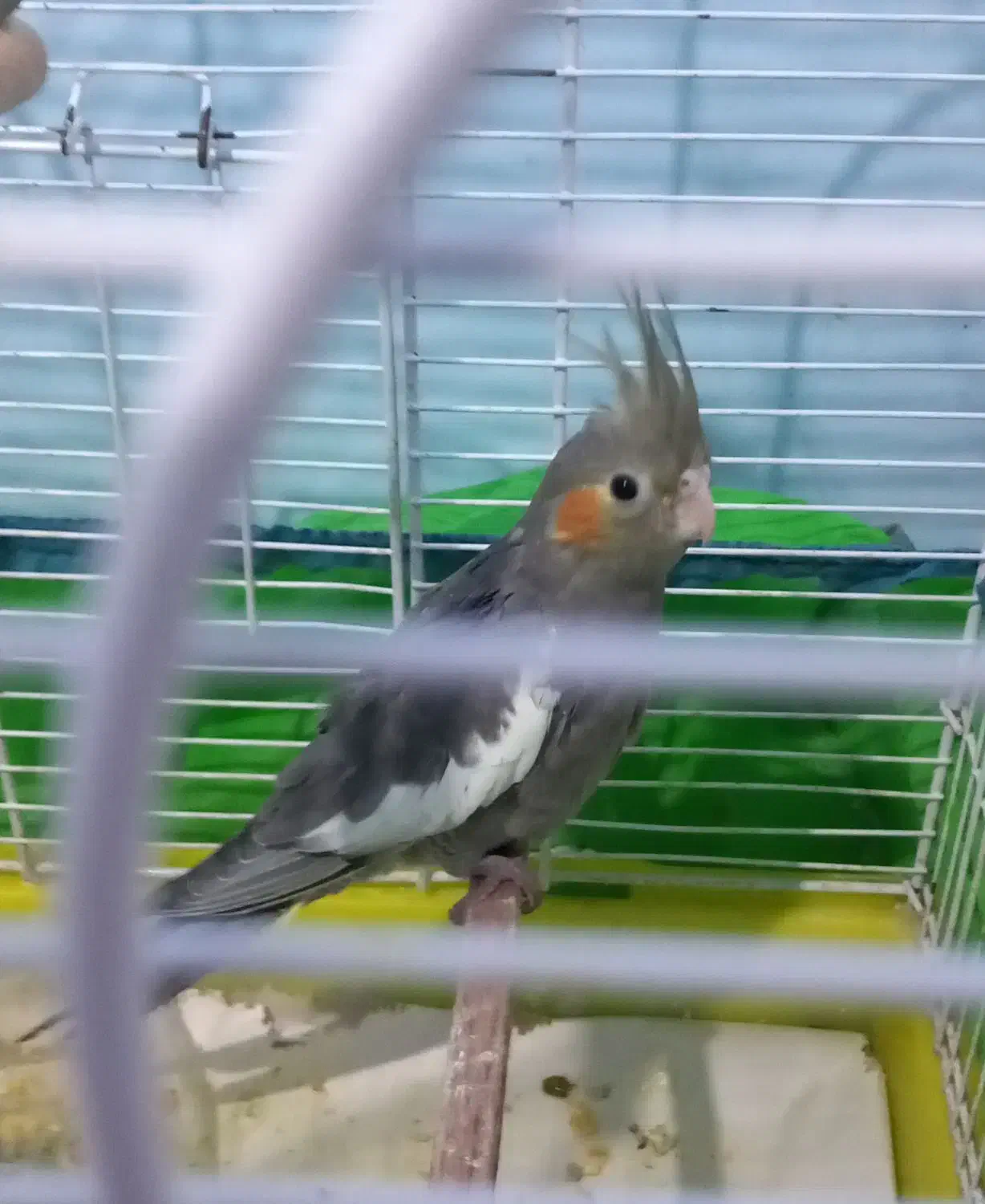 طوطی سالم جوجه|پرنده|رشت, یخسازی|دیوار