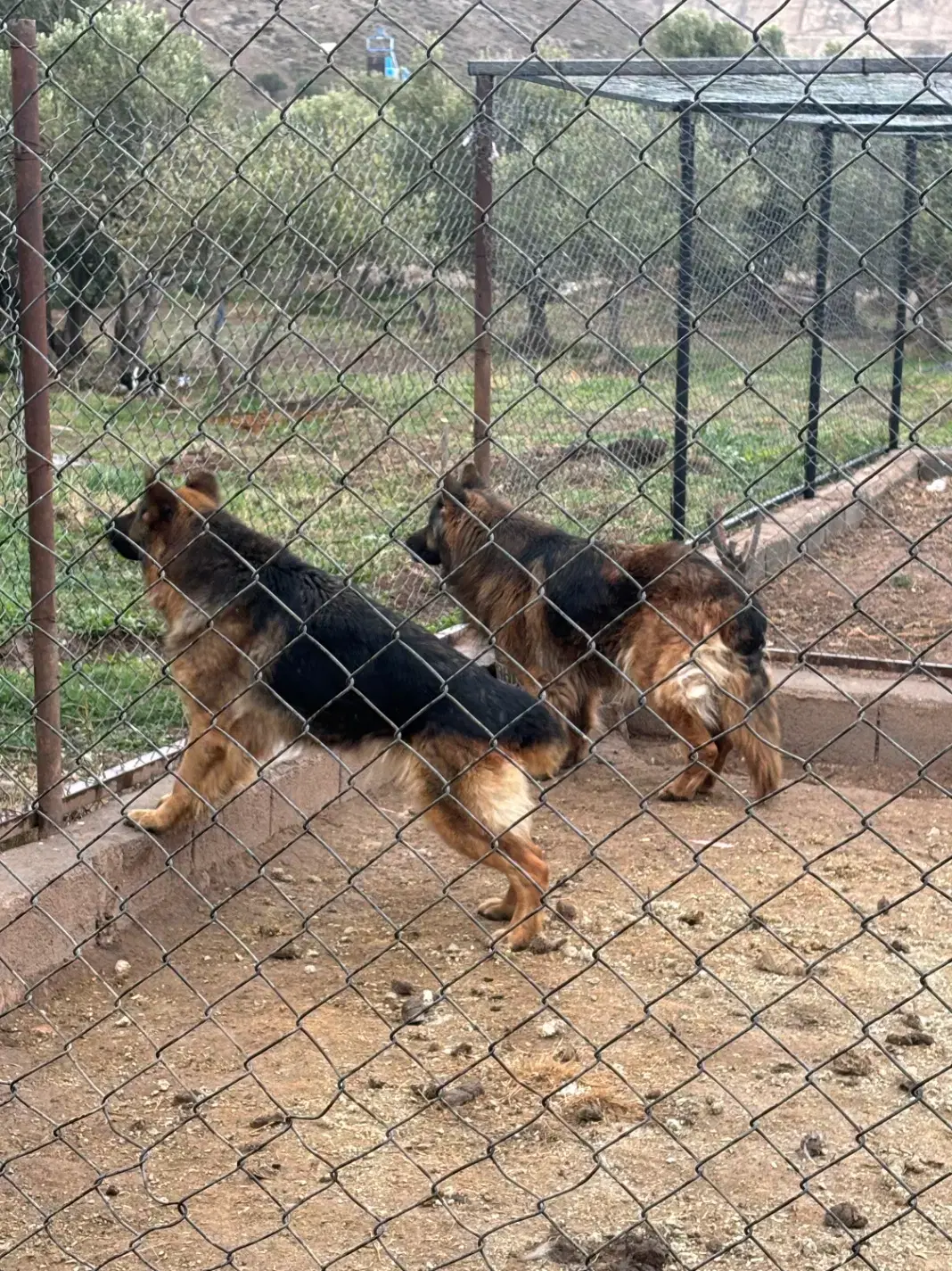 سگ ژرمن|سگ|منجیل, |دیوار