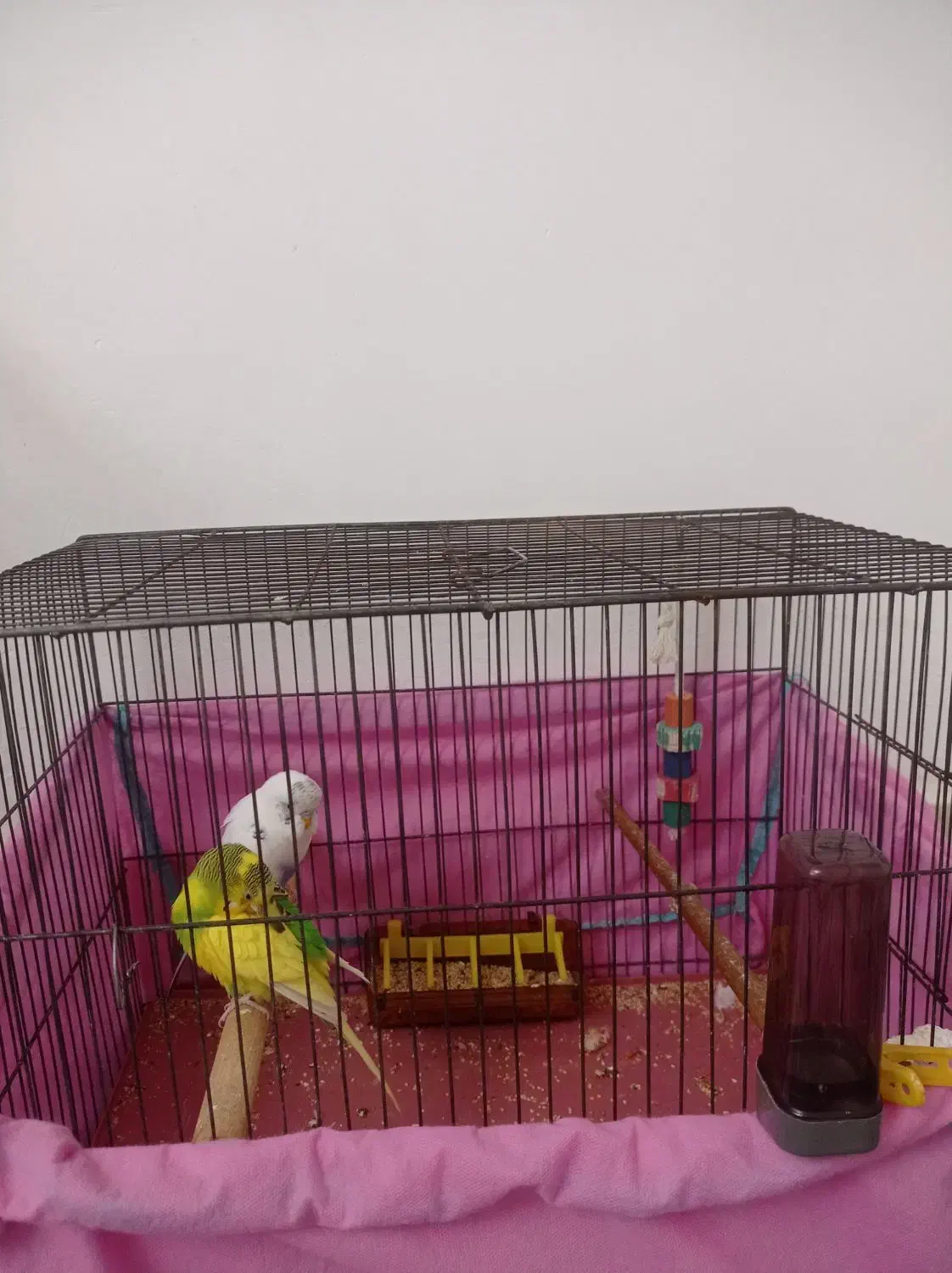 مرغ عشق با قفس|پرنده|گلپایگان, |دیوار