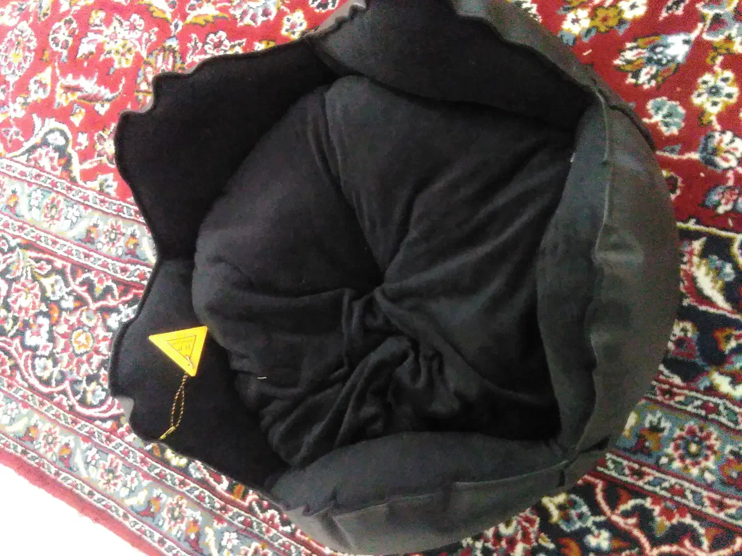 سگها شیتزو بسیار زیبا جنسیت نر|سگ|سقز, |دیوار