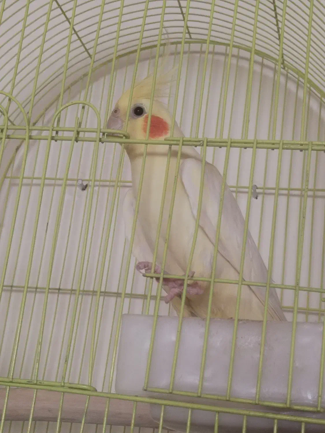 عروس هلندی بالغ و سالم|پرنده|محلات, |دیوار