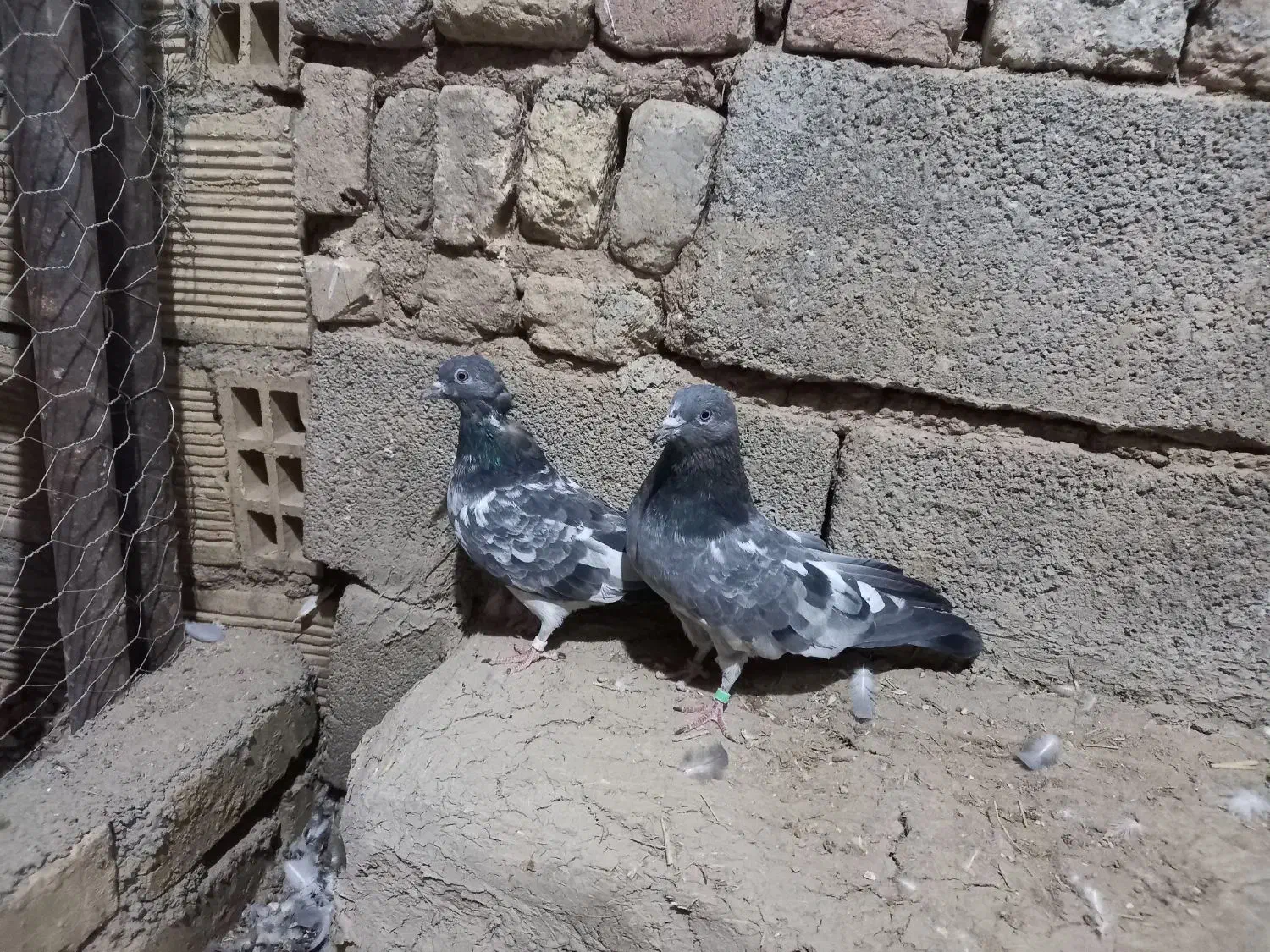 نروماده دهنجور|پرنده|کبودرآهنگ, |دیوار