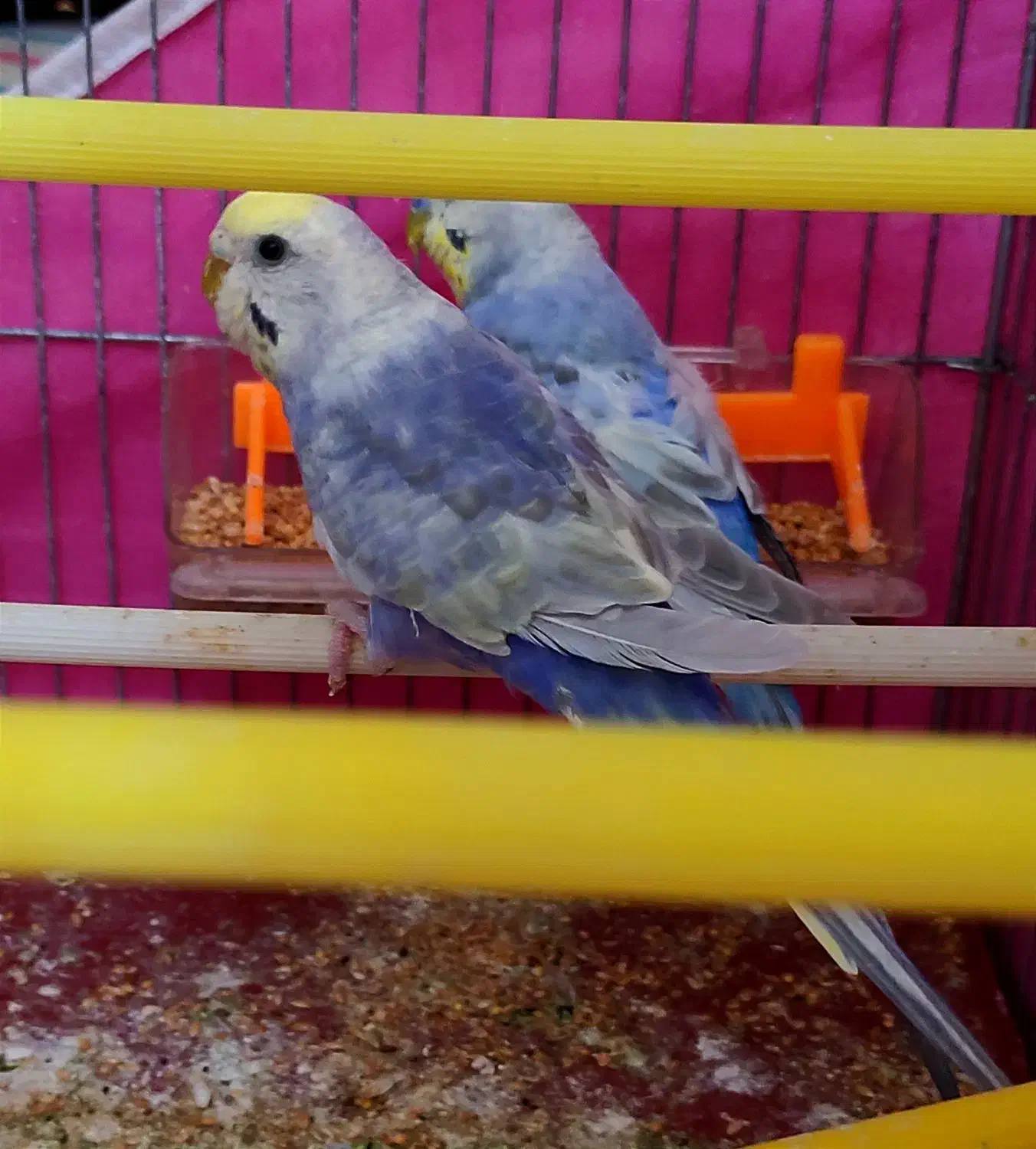 مرغ عشق ۳ عدد رینبو اصل بنفش ( رنگین کمانی )|پرنده|آبادان, |دیوار