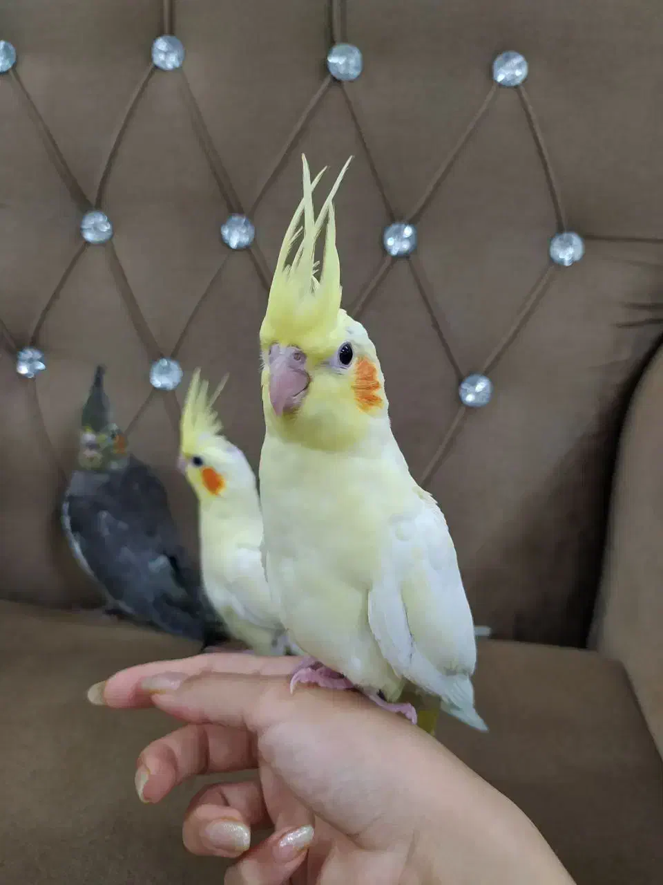 عروس هلندی|پرنده|تربت‌حیدریه, شهدا|دیوار