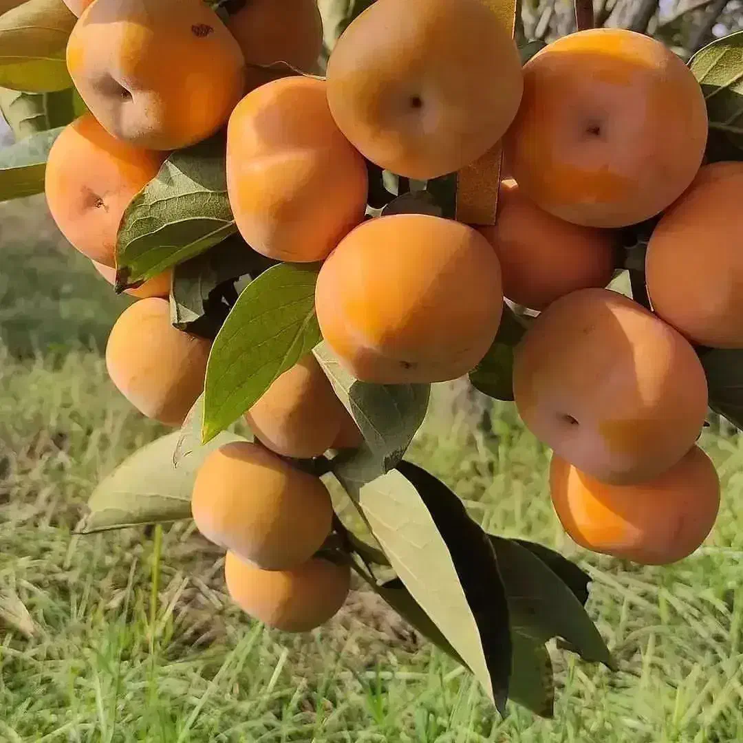 انواع نهال مثمر و غیر مثمر|خدمات باغبانی و درختکاری|تبریز, |دیوار