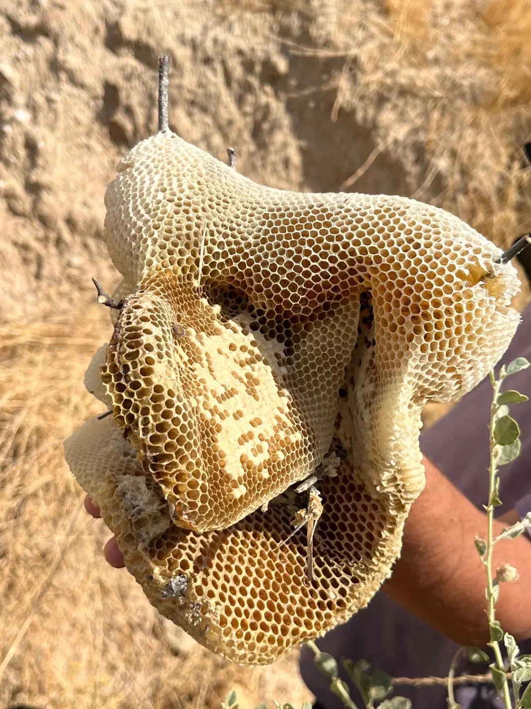 عسل طبیعی کُنار|خوردنی و آشامیدنی|شیراز, حومه شیراز|دیوار