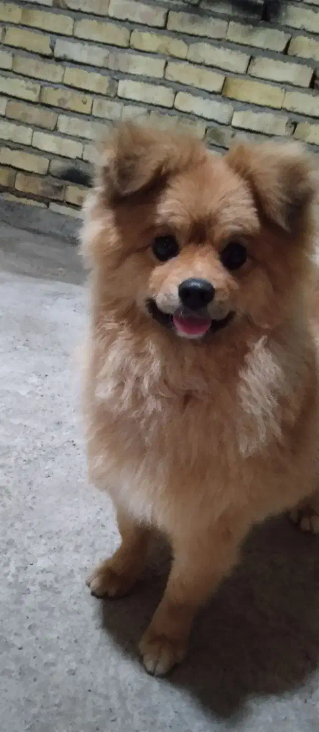 سگ پامرانین پوزه روباهی|سگ|شازند, |دیوار