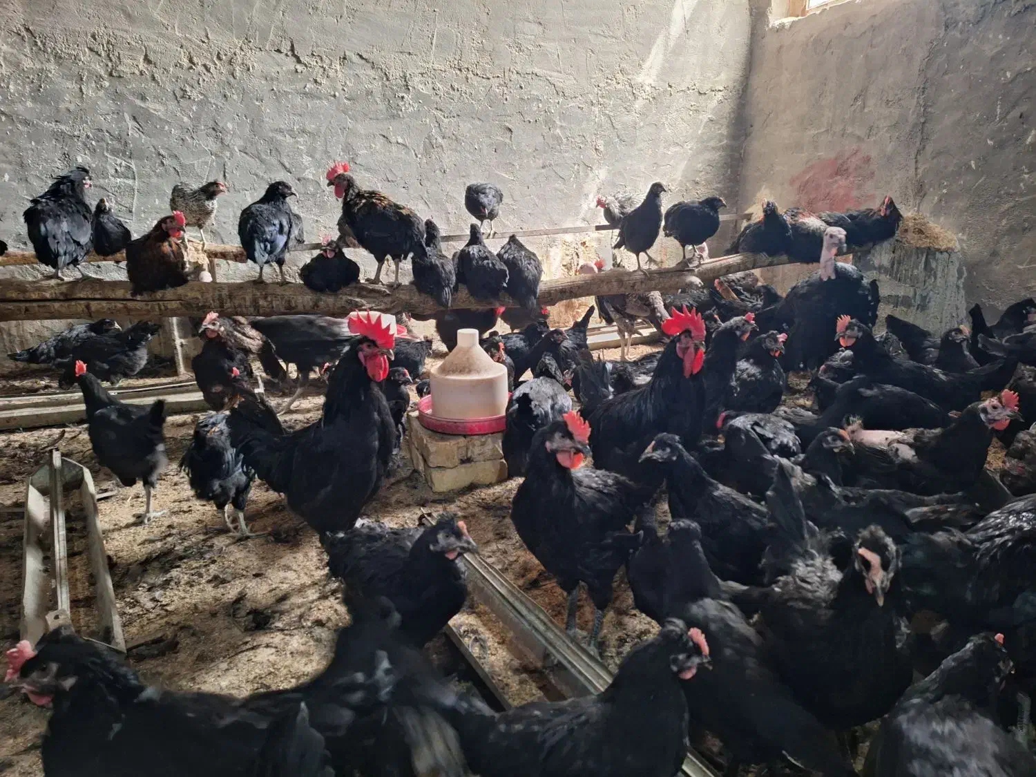 تخم مرغ نطفه دار مرغ سیاه|حیوانات مزرعه|کاشان, فاز ۲ ناجی آباد|دیوار