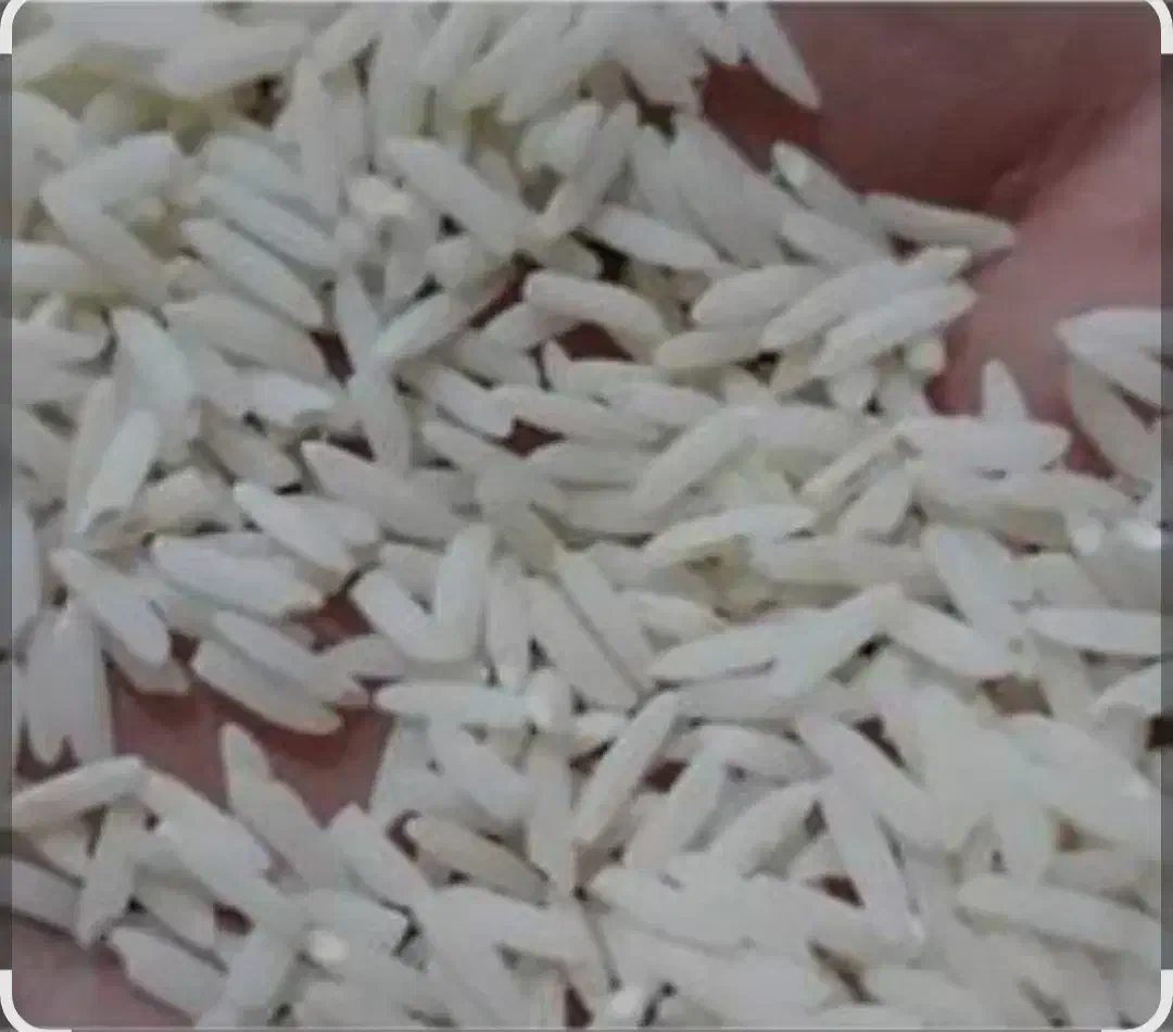 برنج سالم درجه یک|خوردنی و آشامیدنی|دورود, |دیوار