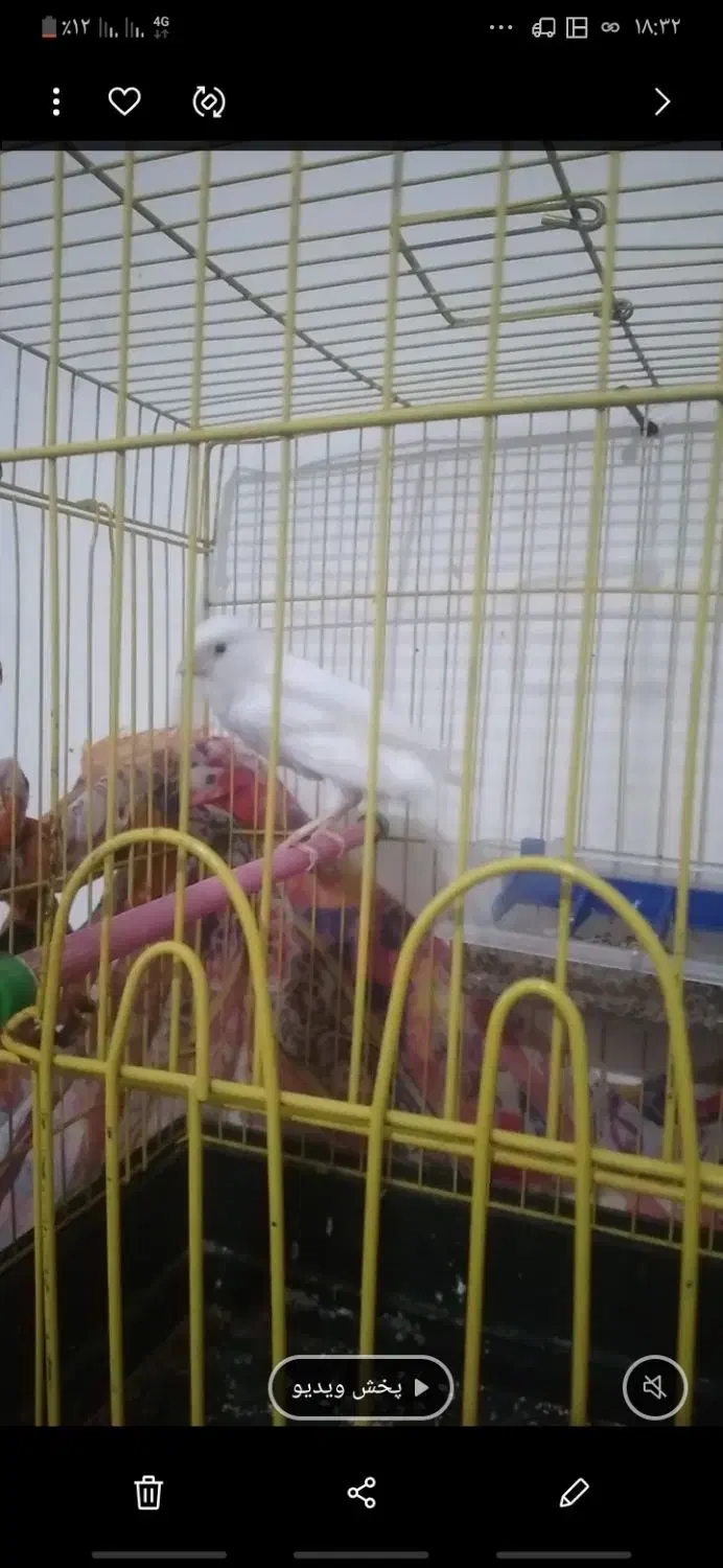 قناری|پرنده|حاجی آباد, |دیوار