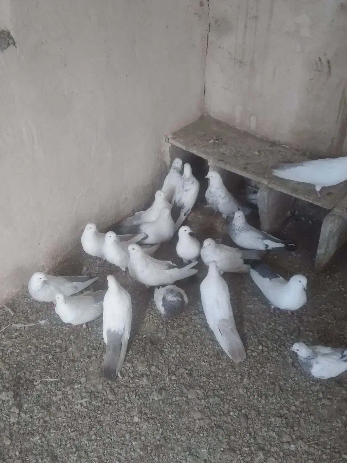 یک‌لونه‌کفتر گویخلی|پرنده|تبریز, |دیوار