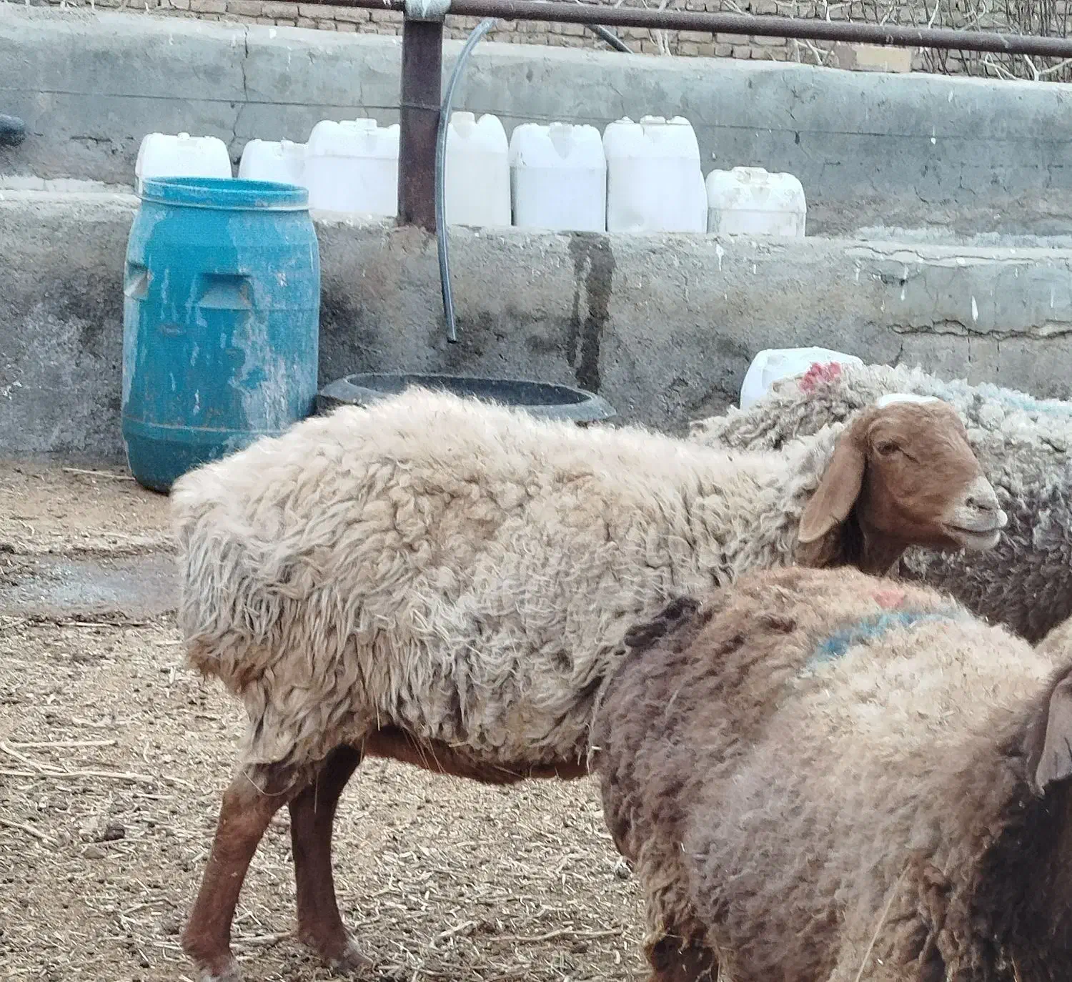 میش آبستن|حیوانات مزرعه|تربت جام, مسکن ملی|دیوار