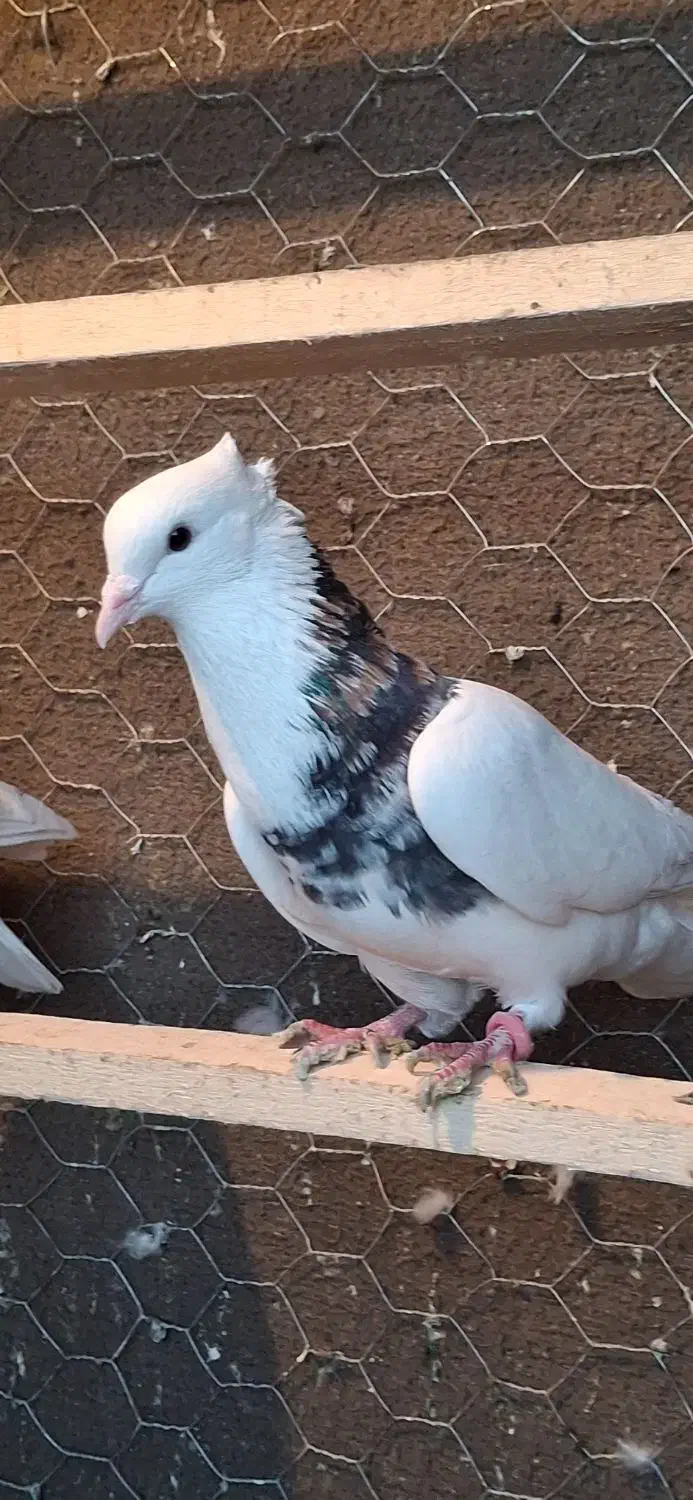 کبوتر غریب|پرنده|سنندج, |دیوار