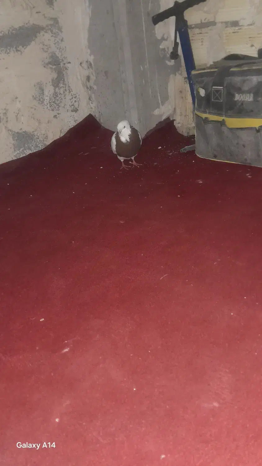 طوقی نرمست|پرنده|اهواز, زیباشهر|دیوار