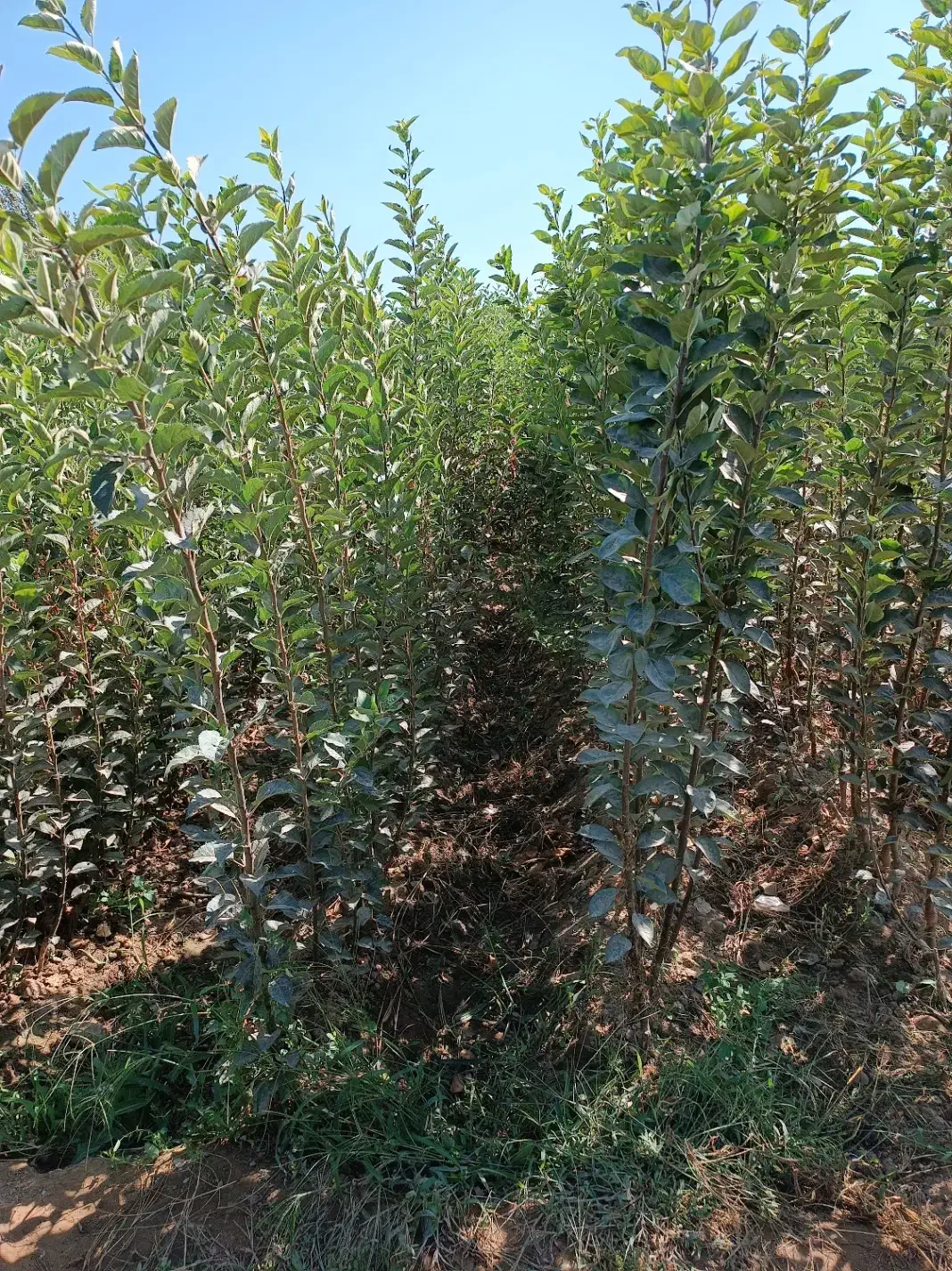 فروش نهال گردو و تمام ارقام میوه از خود تولید کنند|خدمات باغبانی و درختکاری|طارم, |دیوار