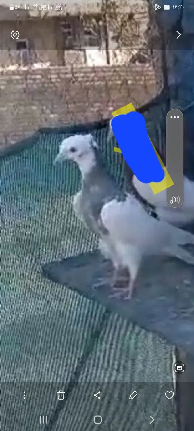 کبوتر|پرنده|دورود, |دیوار