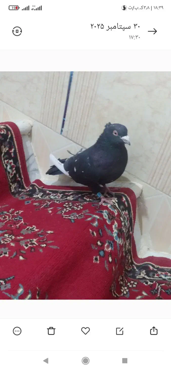 کفتر نر پرشی تهرانی وزد|پرنده|هامون, |دیوار