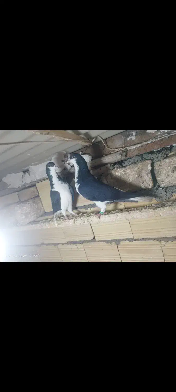 کبوتر|پرنده|تاکستان, |دیوار