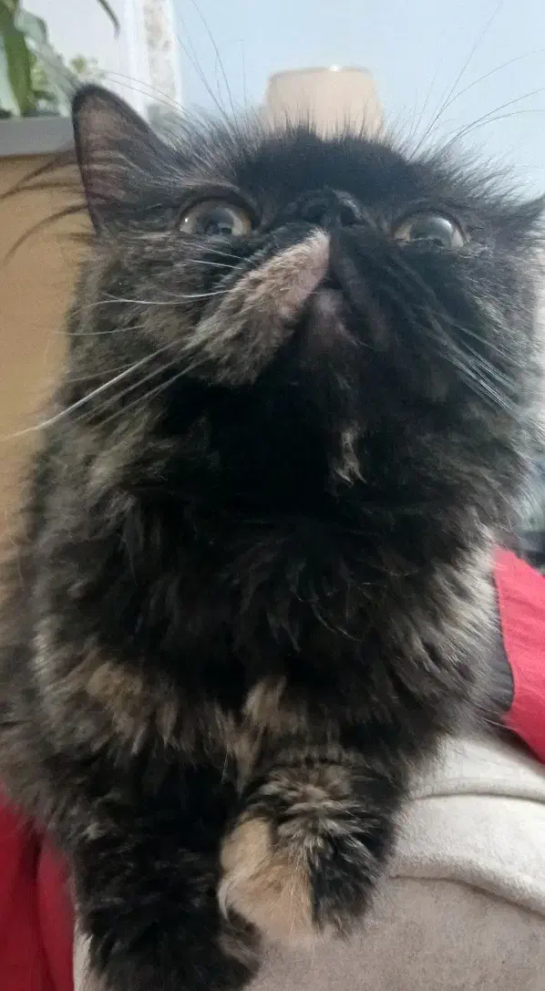 سوپرفلت ماده اساله|گربه|اردبیل, |دیوار