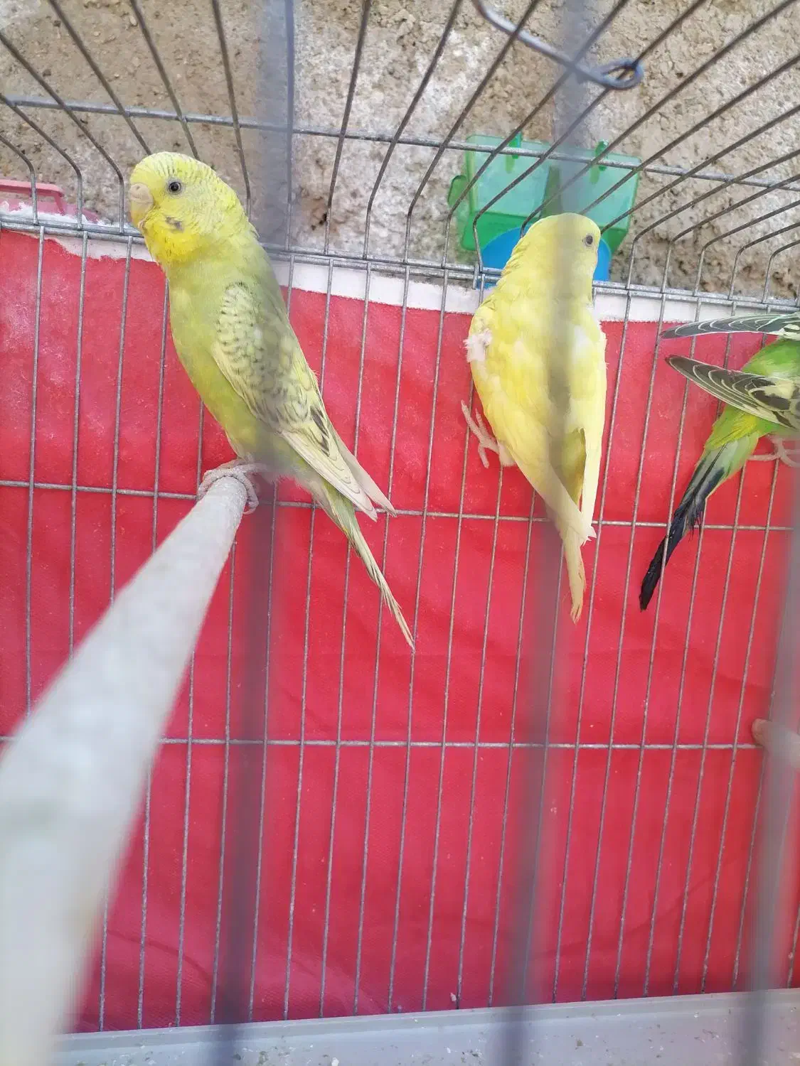 مرغ عشق|پرنده|شیراز, کوشک میدان|دیوار