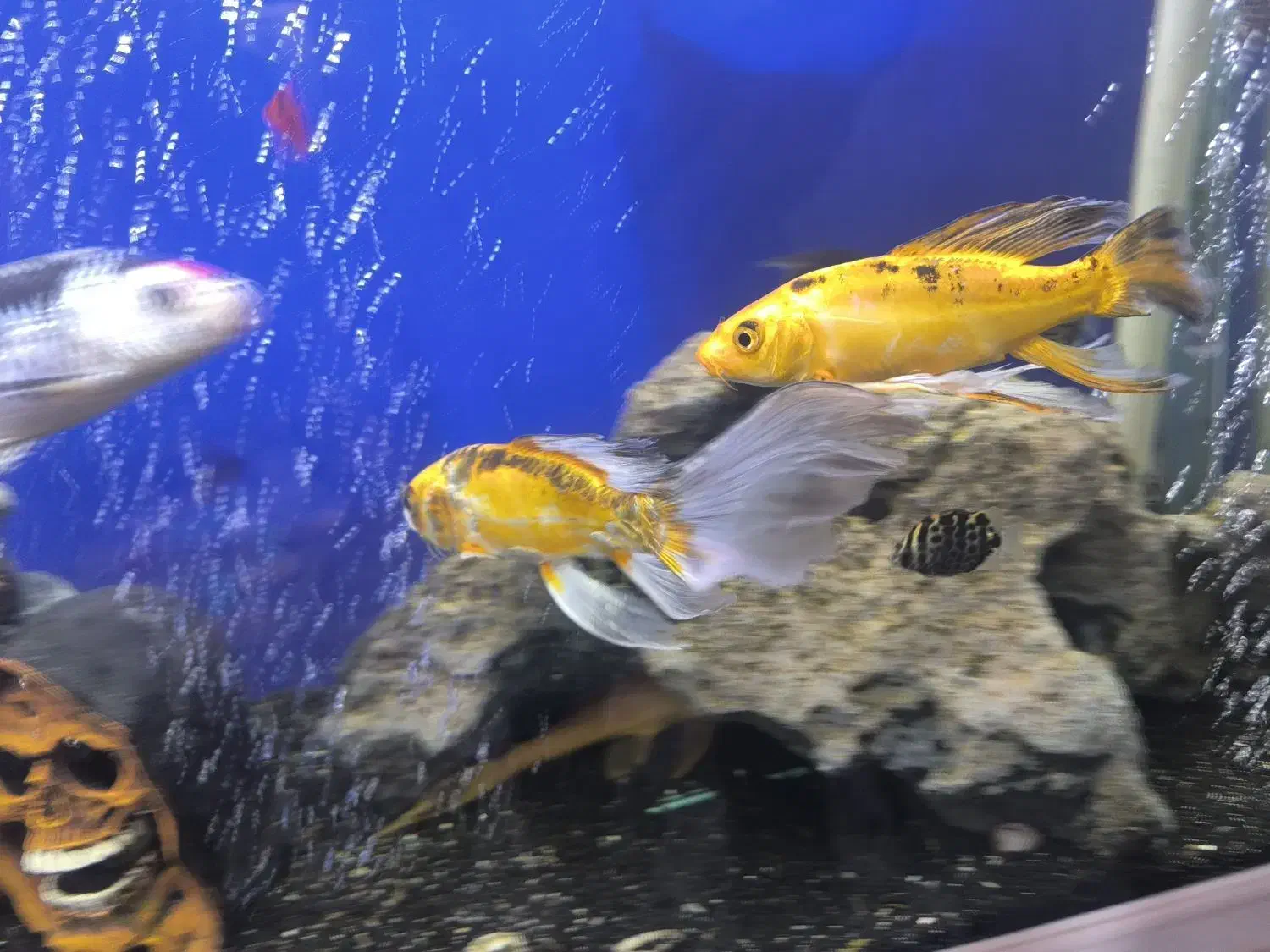 ماهی کوی|ماهی|مشهد, شهید معقول|دیوار