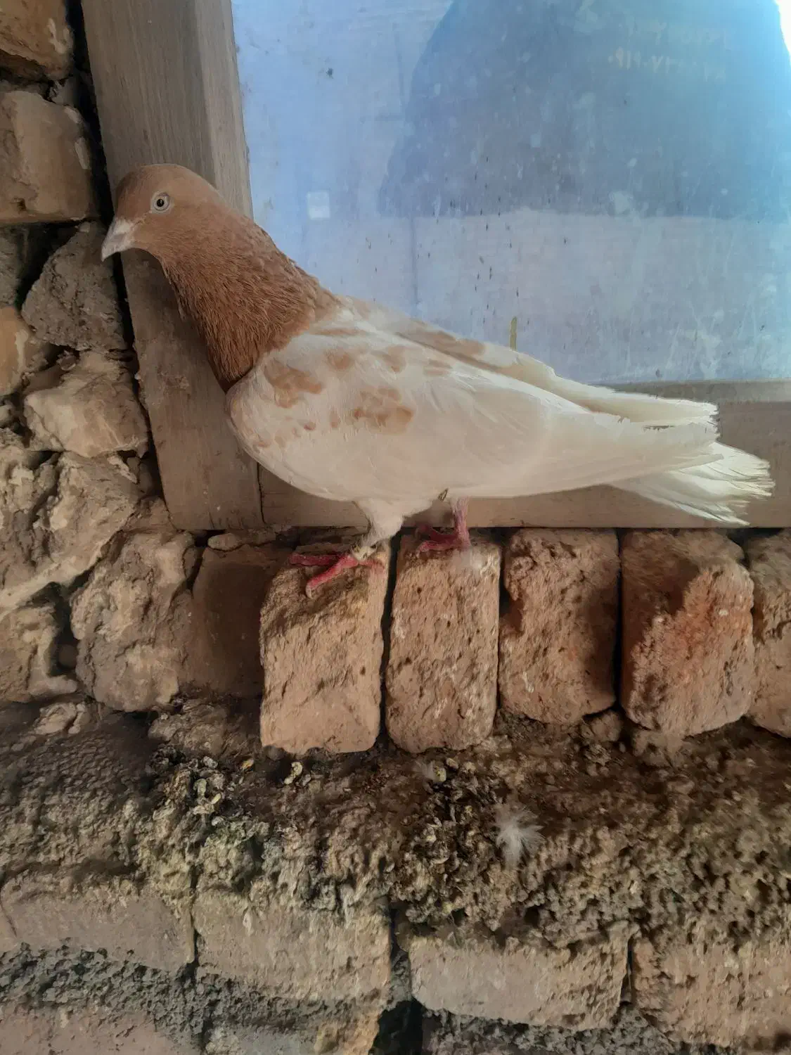 باش ساری|پرنده|نیر (اردبیل), |دیوار