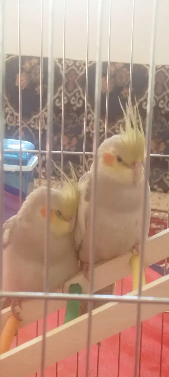 عروس هلندی|پرنده|ایلام, |دیوار