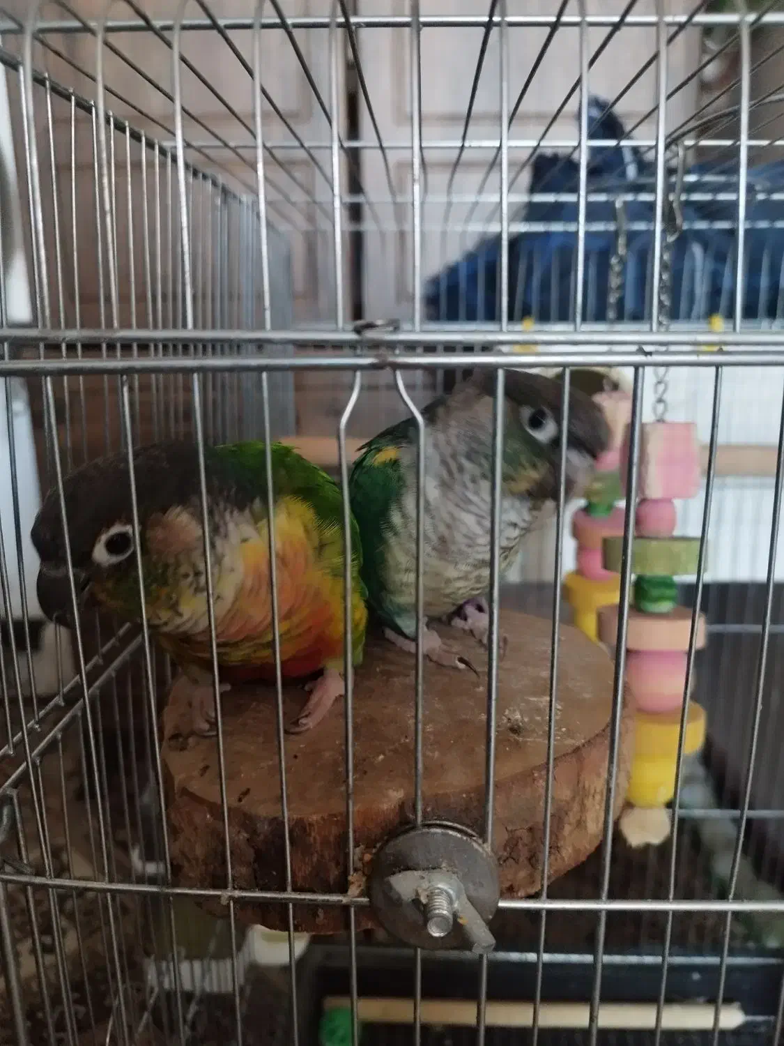 یک جفت گرینچیک نروماده به همراه قفس|پرنده|هشتگرد, شهرک ولیعصر (مهستان)|دیوار