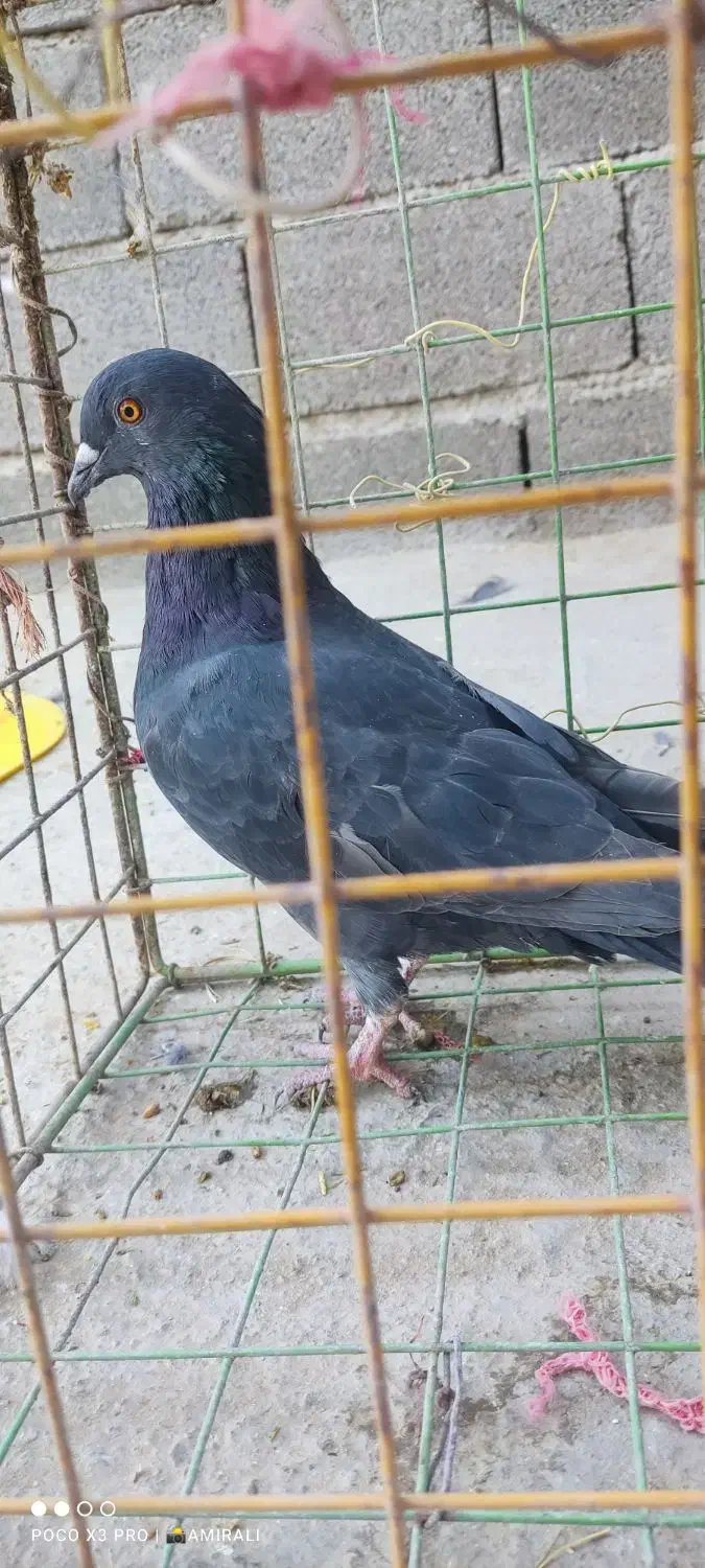 سه عدد کبوتر خوب|پرنده|ایوان, |دیوار