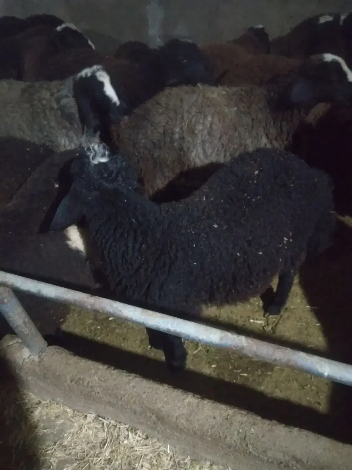 بره چاق برای جهت قربانی|حیوانات مزرعه|تاکستان, |دیوار