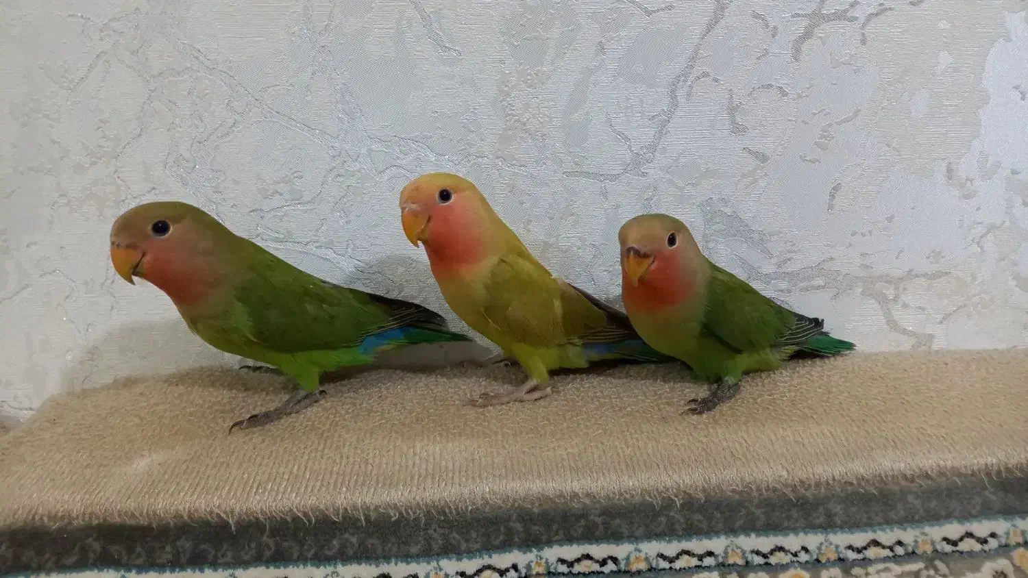 طوطی برزیلی|پرنده|تاکستان, |دیوار