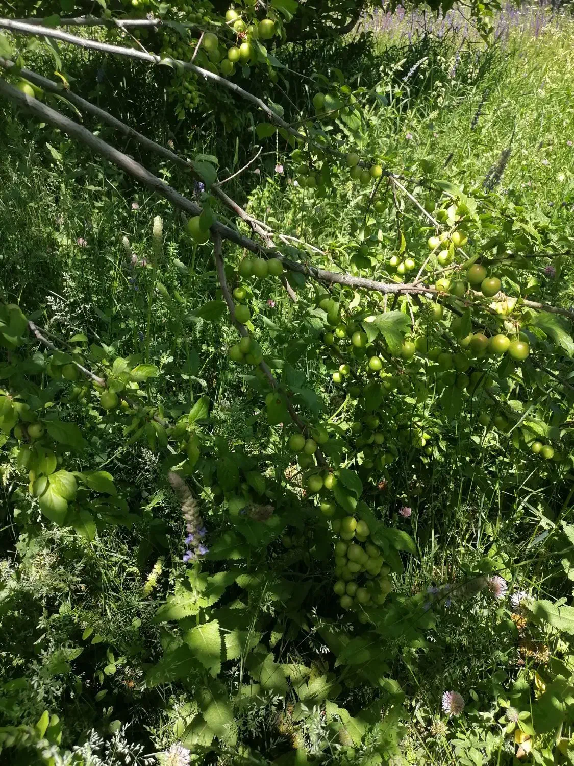 کاه گندم با علف|لوازم جانبی حیوانات|سیلوانه, |دیوار