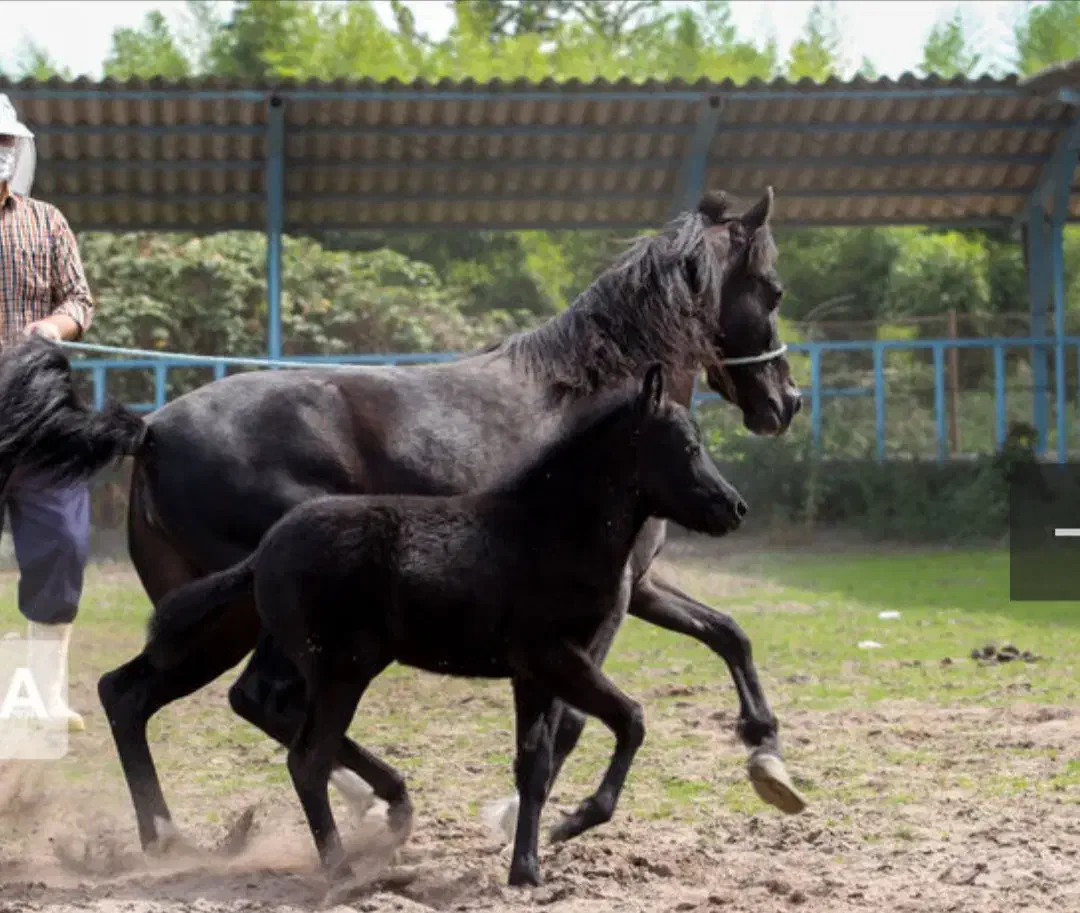 خریدارم|اسب و تجهیزات اسب‌سواری|رضوانشهر, |دیوار